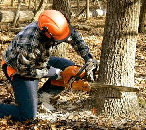 Tree Removal in Lucien, OK